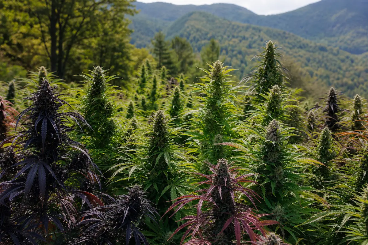 "Orígenes y características de las Sativas, Índicas e Híbridas" 1 variedades-flores